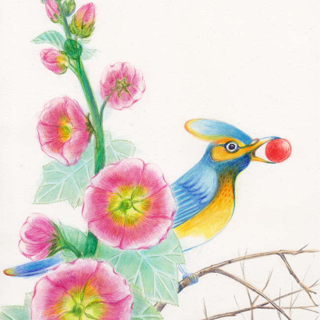 A blue and yellow bird, standing on the branches, among althea flowers, is holding in its beak a red ball. Illustation from a book project which is entitled Rae's gift