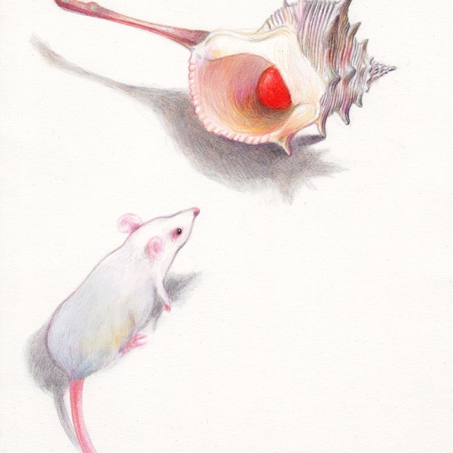 A white mouse is watching a little red ball that is hiding inside a white shell. Illustation from a book project which is entitled Rae's gift