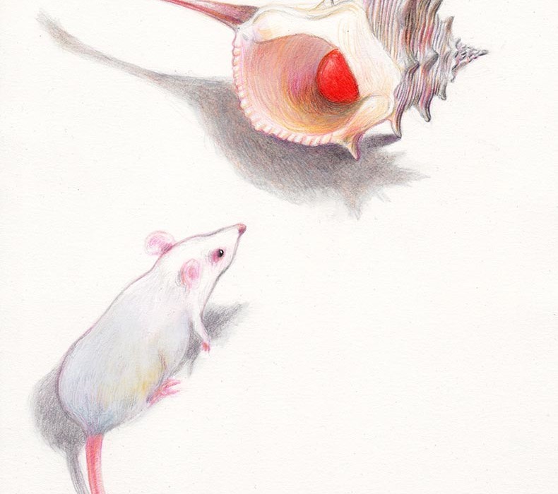 A white mouse is watching a little red ball that is hiding inside a white shell. Illustation from a book project which is entitled Rae's gift