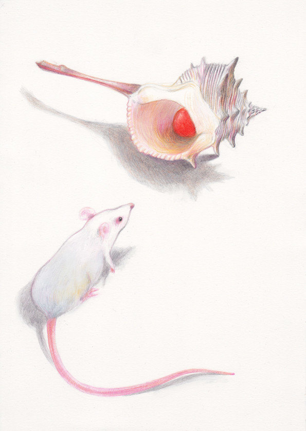 A white mouse is watching a little red ball that is hiding inside a white shell. Illustation from a book project which is entitled Rae's gift