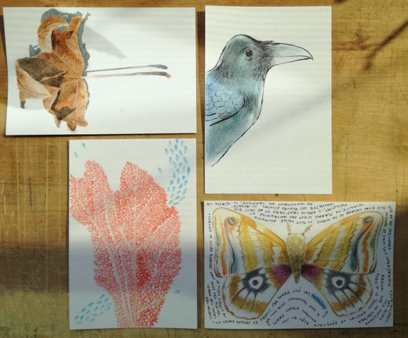 Four postcards: a leaf, a crow, a coral and a butterfly
